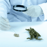 Quelle est la quantité maximale de cannabis que je peux posséder ?   Blog The High Class Barcelona