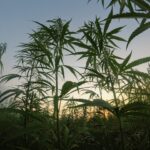 Weed, herbe, vert… Voici comment on appelle le cannabis à travers le monde   Actualités sur le cannabis via The High Class Barcelona